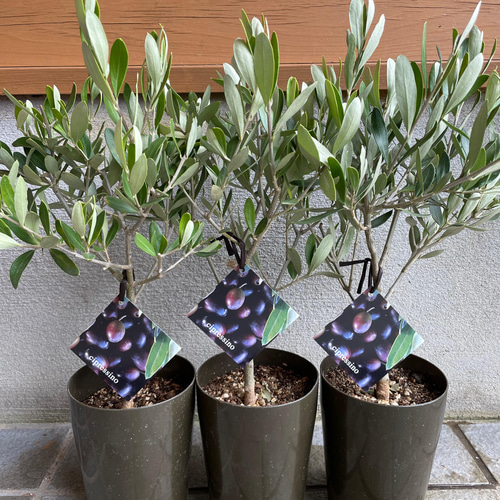 オリーブ チプレッシーノ 苗 SOUJU 創樹 観葉植物 シンボル