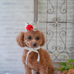 My prince ...crown /女の子にもok♪♪    誕生日や撮影会　♡犬　猫　赤ちゃん王冠 12枚目の画像