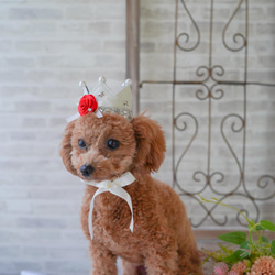 My prince ...crown /女の子にもok♪♪    誕生日や撮影会　♡犬　猫　赤ちゃん王冠 13枚目の画像