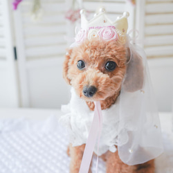 My princess crown..♡おひめさまになれちゃう　王冠　誕生日　撮影会　結婚式　犬　猫 10枚目の画像