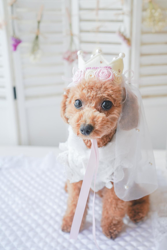 My princess crown..♡おひめさまになれちゃう　王冠　誕生日　撮影会　結婚式　犬　猫 10枚目の画像