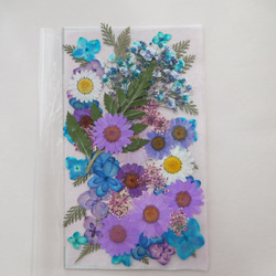 ブルー、パープル　お花セット　押花素材 5枚目の画像
