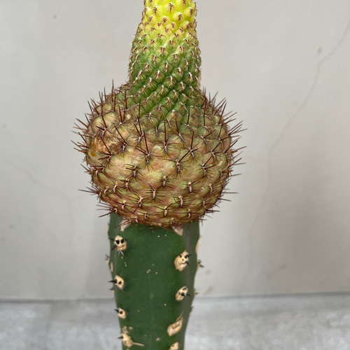 接ぎ木 サボテン 希少 一輪挿し・花瓶・花器 __@verdeplants__ 通販