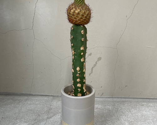 サボテン錦接ぎ木 d91dfa50fa16a9507b4c939bf7df03