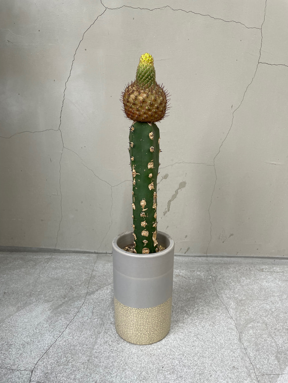 接ぎ木 サボテン 希少 一輪挿し・花瓶・花器 __@verdeplants__ 通販