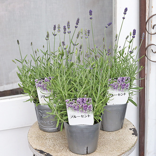 お花　父の日　寄せ植え　イングリッシュラベンダー　カンパヌラ　ブルーワンダー