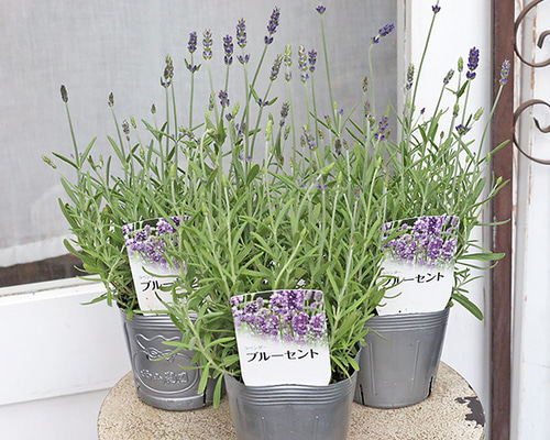 お花　父の日　寄せ植え　イングリッシュラベンダー　カンパヌラ　ブルーワンダー カンパニュラ 『ブルーワンダー』 | すべての商品 | | Junk