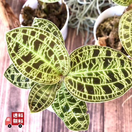 苔玉 マコデス ペトラ(1個) ジュエルオーキッド | チャーム ジュエルオーキッド マコデスペトラ ①