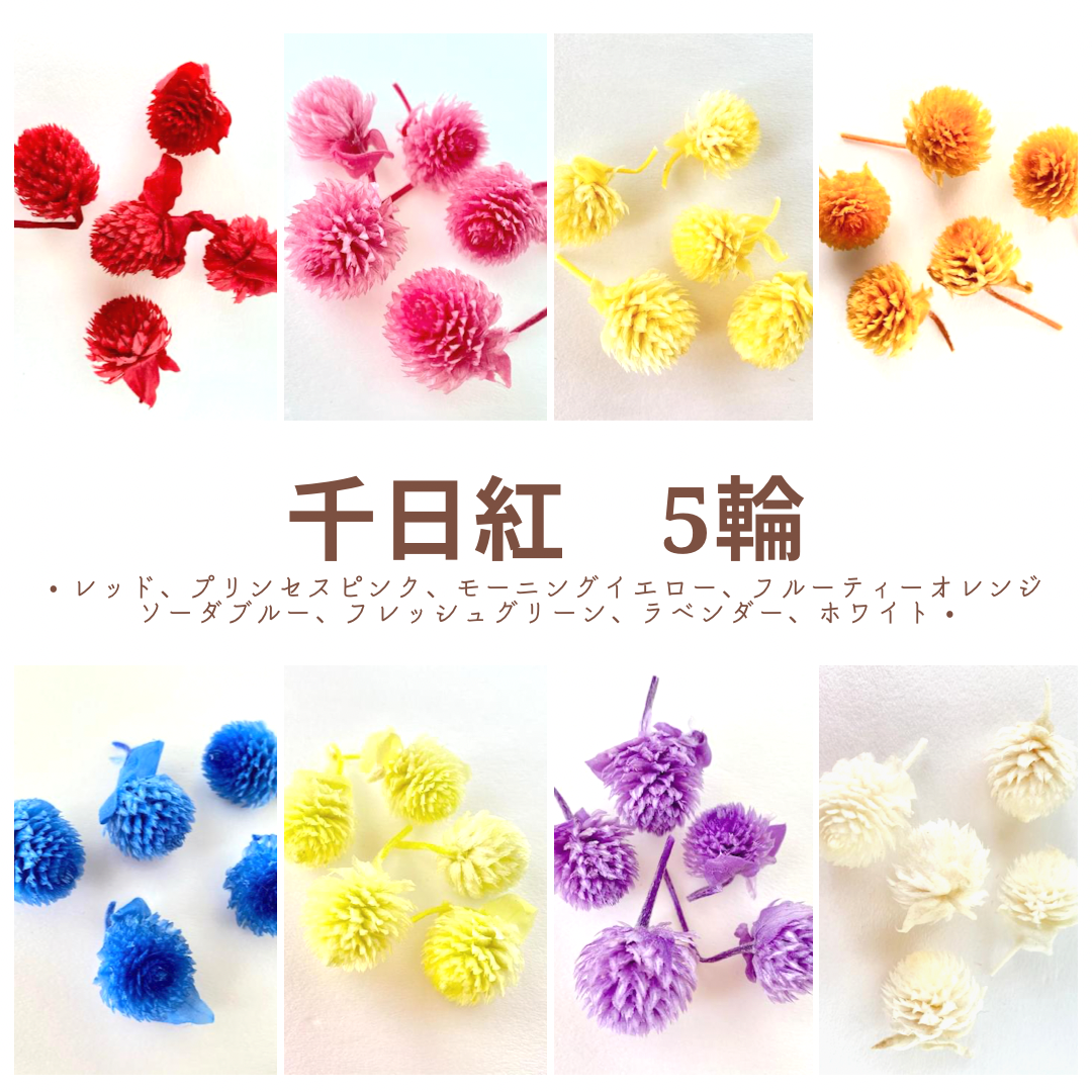 しめ縄 正月飾り ドライフラワー 紫陽花 5自家栽培無農薬 プリザーブド コーン