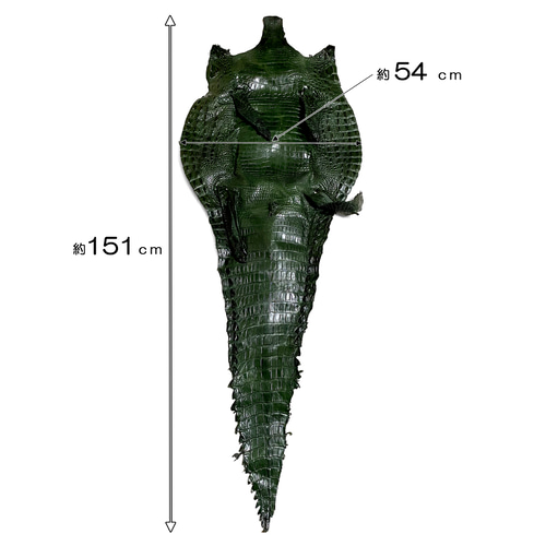 希少 超特大 クロコダイル ワニ革 グリーン 肚革 横約54cm×縦