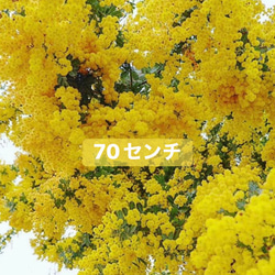 ミモザアカシア苗銀葉アカシア【大苗】 その他インテリア雑貨 虹花園