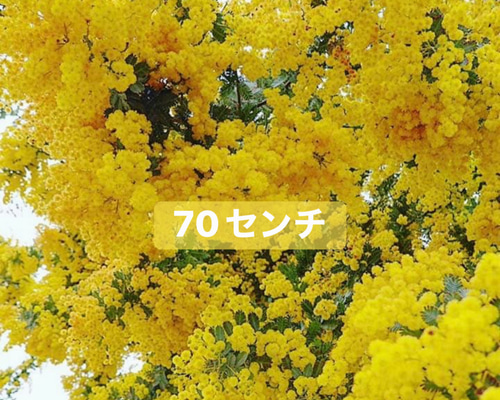 ミモザアカシア苗銀葉アカシア【大苗】 その他インテリア雑貨 虹花園