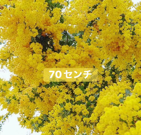 ミモザアカシア苗銀葉アカシア【大苗】 その他インテリア雑貨 虹花園