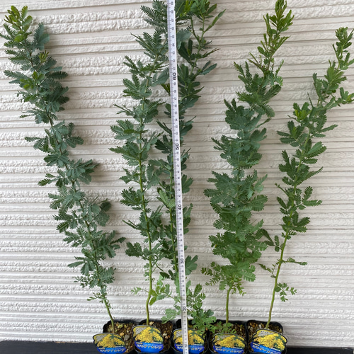 ミモザアカシア苗銀葉アカシア【大苗】 その他インテリア雑貨 虹花園