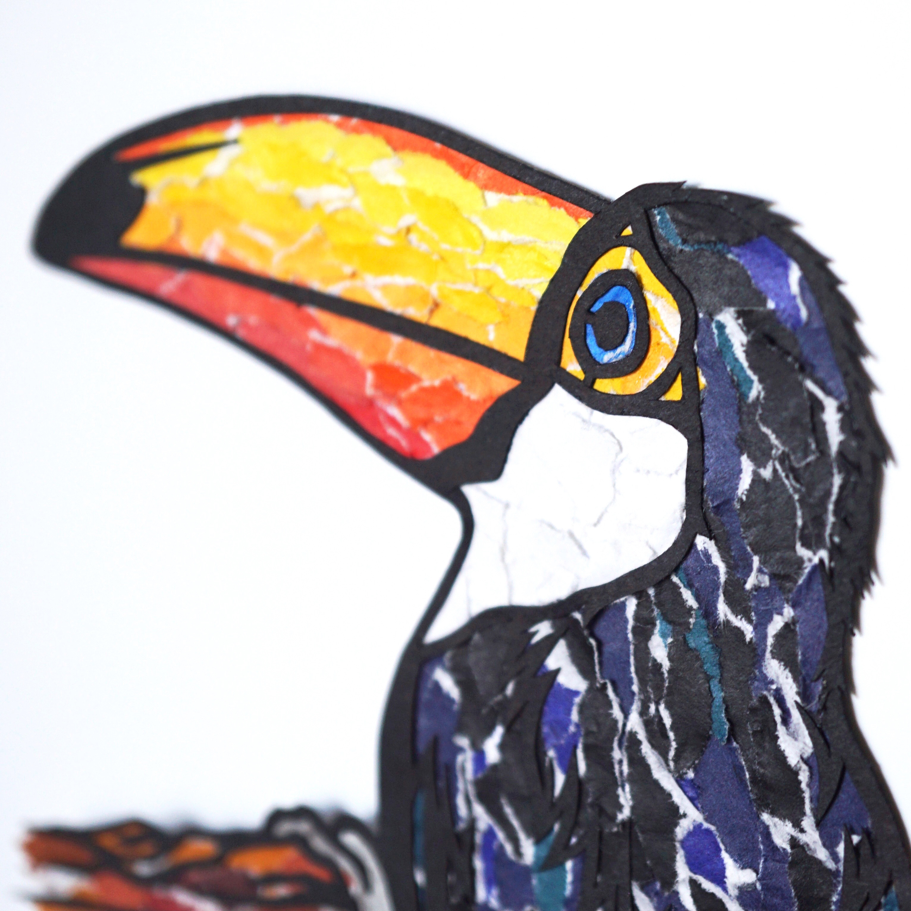 Shuya Chiba (千葉修也)  蝶画Toucan Bird (オオハシ) tocotoucan #bird #illustration #colorpencil #色鉛筆 #イラスト #鳥