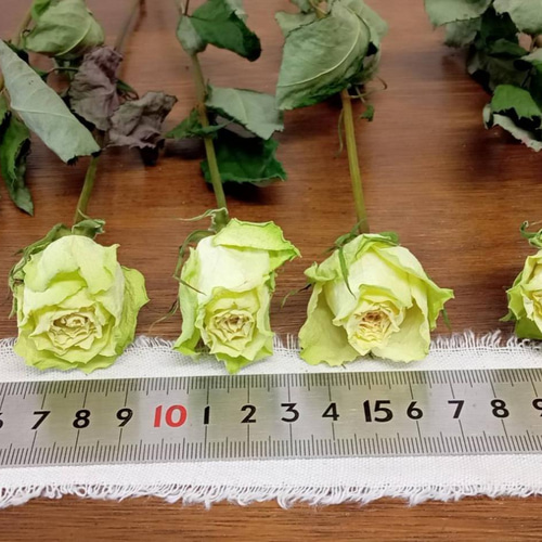 1️⃣ドライフラワー❣️訳あり スタンダードバラ ドライフラワースタンダードバラ ミントティ その他素材 Rose｡｡ 通販