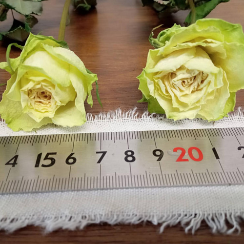 ドライフラワースタンダードバラ ミントティ その他素材 Rose｡｡ 通販