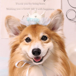 ＜特集掲載商品＞sky blue crown王冠　クラウン／記念日　や誕生日に♪ペット　ベビーにも　犬　猫　 9枚目の画像