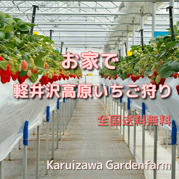 ★軽井沢高原★お家でイチゴ狩り【スタンダードコース】全国送料無料でお届けします 5枚目の画像