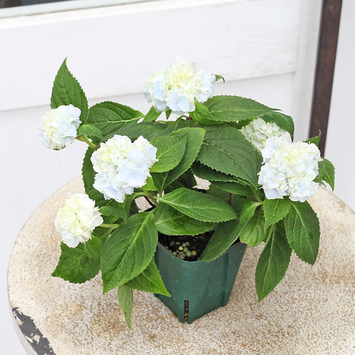 値下げSALE 花苗 山アジサイ 伊予獅子てまり ブルー 2.5号 紫陽花 庭