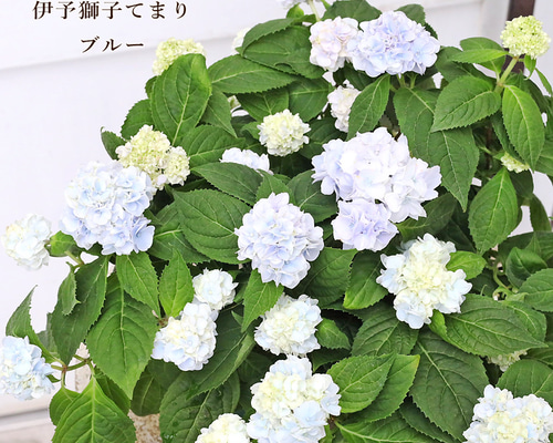 花苗 山アジサイ 伊予獅子てまり ブルー 2.5号 紫陽花 庭 パステル