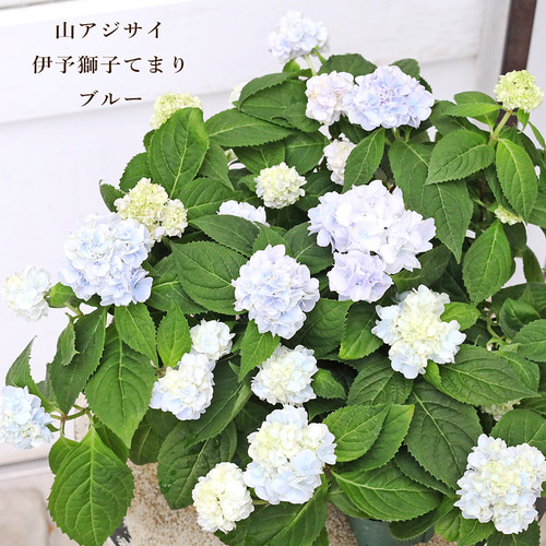 値下げSALE 花苗 山アジサイ 伊予獅子てまり ブルー 2.5号 紫陽花 庭