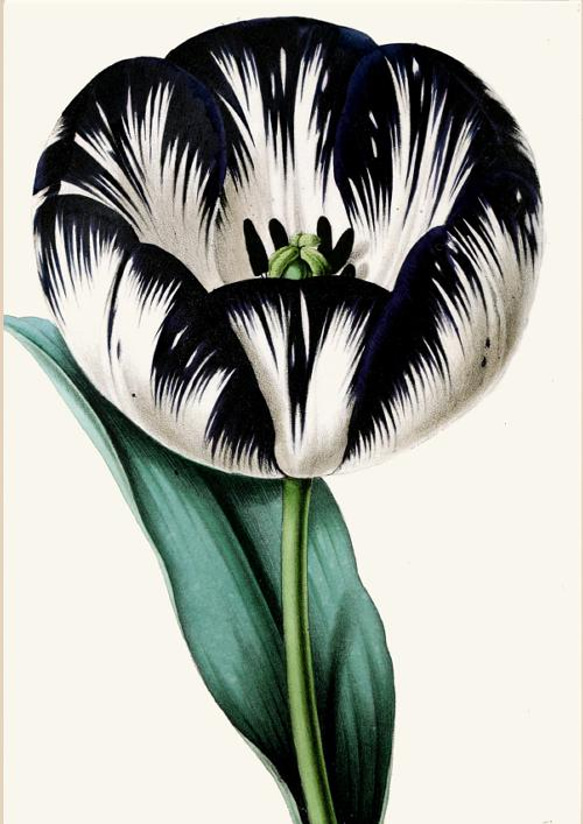 【NO.101】大輪のチューリップアートポスター☆春ボタニカルフラワーインテリア植物☆個性派A4A3A2A1B4B3B2 2枚目の画像