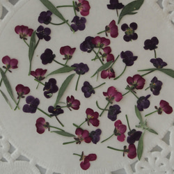 押し花 アリッサム　40個　紫　ピンク　2色ｓｅｔ　花　葉　素材　花材　封入　パーツ　 2枚目の画像