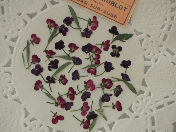 押し花 アリッサム　40個　紫　ピンク　2色ｓｅｔ　花　葉　素材　花材　封入　パーツ　 3枚目の画像