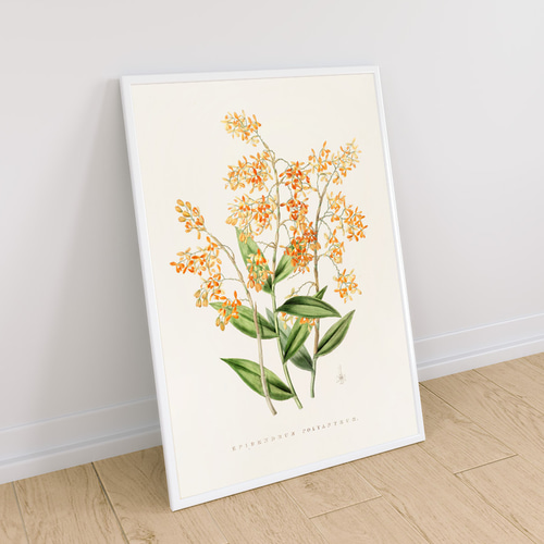 NO.105】オレンジの小花エピデンドラム☆春ナチュラルインテリアアート