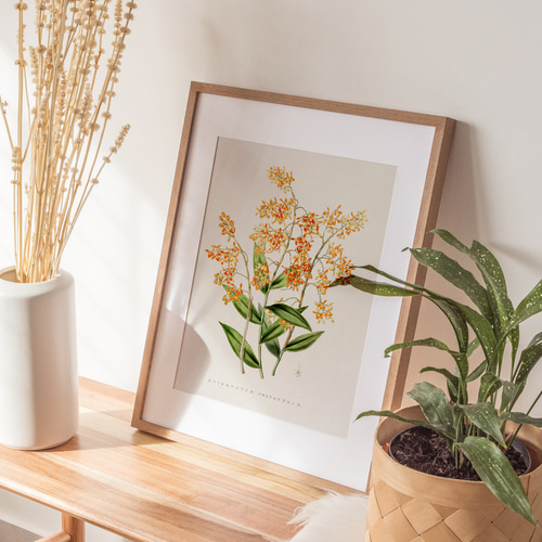 Epidendrum 花の絵画 イタリア製 木製フレーム