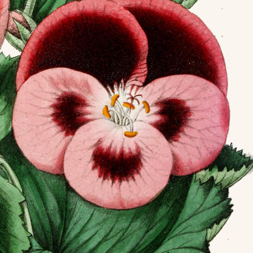 お花ポスター【手描き】 4eedd18ae10f1314f887e5410cfcc9