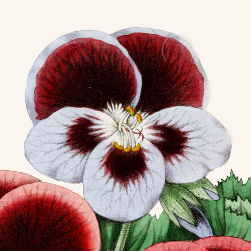 NO.110】パンジー花フラワーアートポスター☆ナチュラル玄関ダイニング