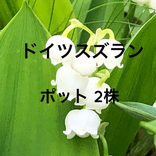 予約販売】ドイツスズラン 白花 ポット 2株 スズラン 鈴蘭 山野草 宿根