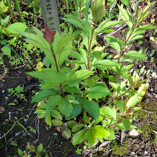 限定】フジバカマ 苗 1株 ＊ ふじばかま 藤袴 山野草 多肉植物