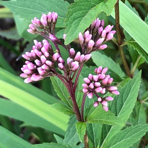 ☘️フジバカマ5苗☘️ ❤抜き苗❤ 選べるおまけつき 無農薬