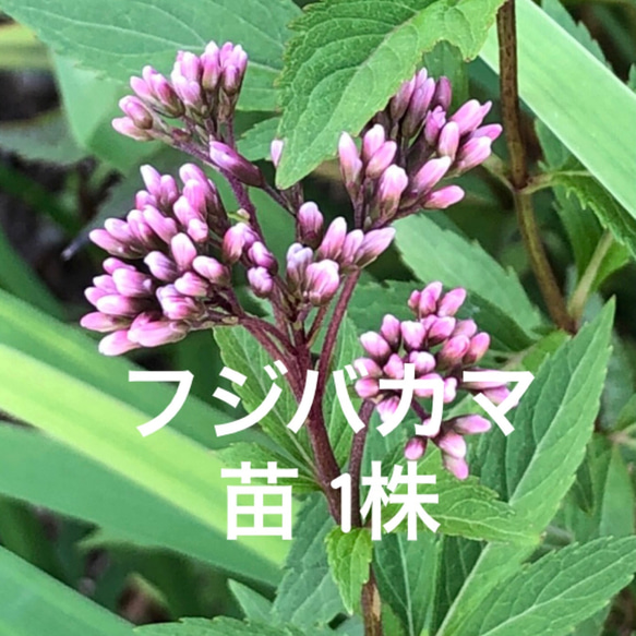☘️フジバカマ苗☘️❤抜き苗❤選べるおまけつき無農薬