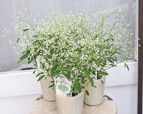 f87e0ac507e252fa7b85919a87e799