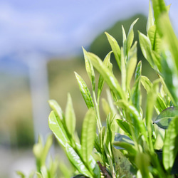 母の日に！煎茶「和」＆ほうじ茶＆和紅茶ティーバッグのギフトボックス！ドライフラワーセット 11枚目の画像