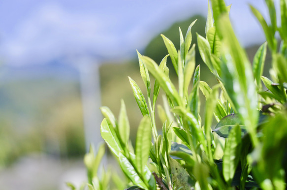 母の日に！煎茶「和」＆ほうじ茶＆和紅茶ティーバッグのギフトボックス！ドライフラワーセット 11枚目の画像