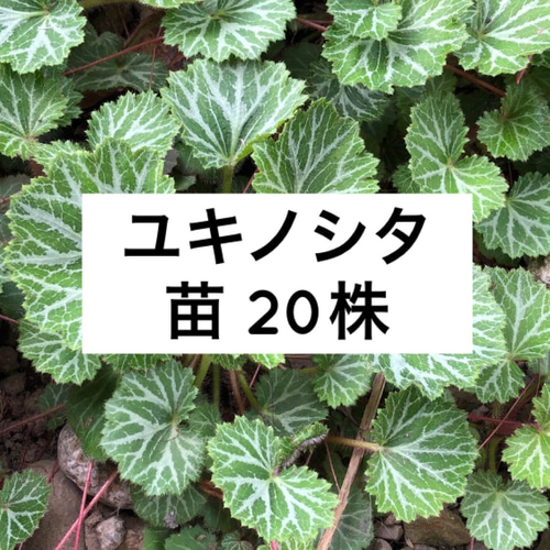 増量】ユキノシタ 苗 20株 ＊薬草 山野草 多年草 雪ノ下 その他素材 