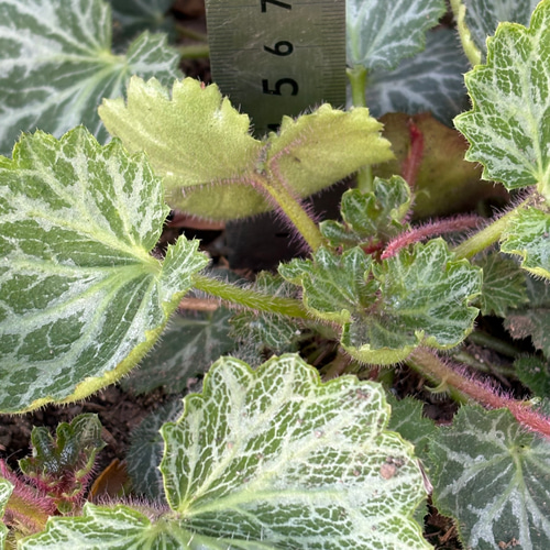 増量】ユキノシタ 苗 20株 *薬草 山野草 多年草 雪ノ下 その他 増量】ユキノシタ 苗 20株 *薬草 山野草 多年草 雪ノ下 その他