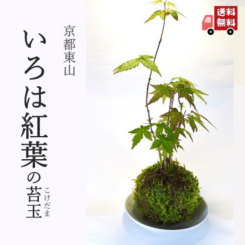 いろは紅葉の苔玉』イロハモミジ☆紅葉☆苔玉☆インテリア