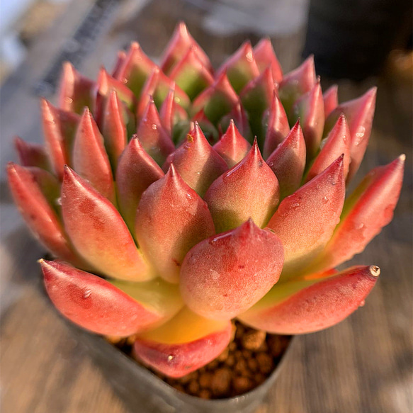 177.多肉植物 寄せ植え エケベリア属 アガボイデス クリスマス（大 