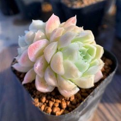男*屋様 抜き苗 白月影 DP527×40鉢 多肉植物 エケベリア 多肉植物 苗 エケベリア ベバリー 2.5号鉢 : PortobelloMarket