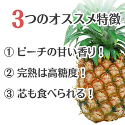 パイナップル 食べ比べ スナックパイン 〔約1kg×1〕& ピーチパイン 〔約600g×2玉〕 沖縄県 パイン フルーツ 9枚目の画像