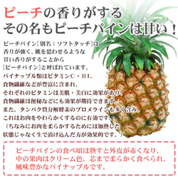 パイナップル 食べ比べ スナックパイン 〔約1kg×1〕& ピーチパイン 〔約600g×2玉〕 沖縄県 パイン フルーツ 12枚目の画像