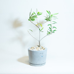 ≪ 観葉植物 ≫お庭やベランダで育てるオリーブの鉢植え｜ざらっとした風合いの手づくりモルタル鉢送料｜全国一律850円 3枚目の画像