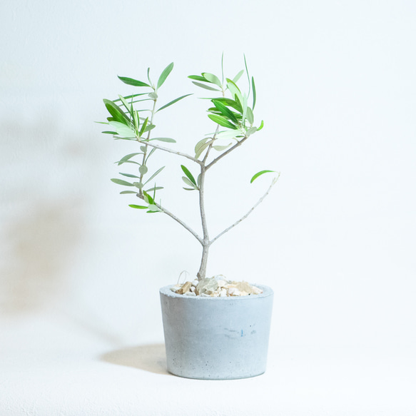 ≪ 観葉植物 ≫お庭やベランダで育てるオリーブの鉢植え｜ざらっとした風合いの手づくりモルタル鉢送料｜全国一律850円 4枚目の画像