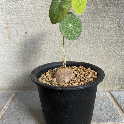 ステファニア エレクタ コーデックス 塊根植物 希少 入手困難 レア